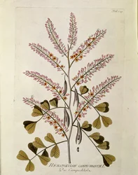 Botánica: "Campeche" (Haematoxylon campechianum) Placa del "Medicinalium secundum Linnaei digestarum" de Joseph Jacobi Plenck (1735-1807) 1788-1803