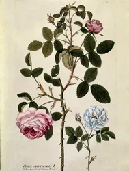 Botánica: Rosa con cien hojas (Rosa centifolia) Lámina dibujada de 