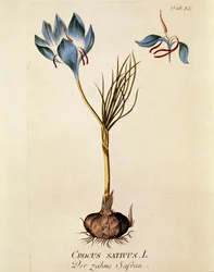 Botánica: "Azafrán" (Crocus sativum) Lámina extraída del "Medicinalium secundum Linnaei digestarum" de Joseph Jacobi Plenck (1735-1807) 1788-1803 Colección particular