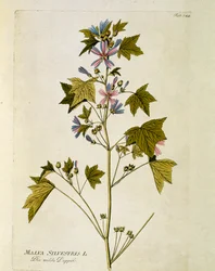 Botánica: "Malva grande" (Malva sylvestris) Placa del "Medicinalium secundum Linnaei digestarum" de Joseph Jacobi Plenck (1735-1807) 1788-1803
