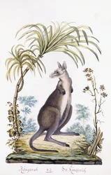 Canguro, 1794