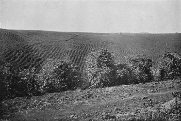 Plantación de café formado, 1895