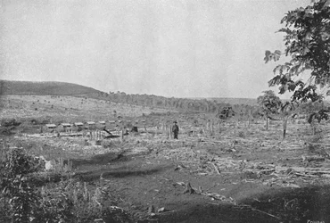 Plantación de café nuevo, 1895