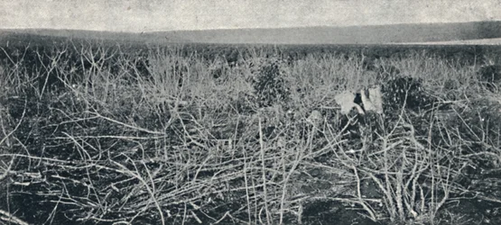 Plantación de Mandioca, 1895