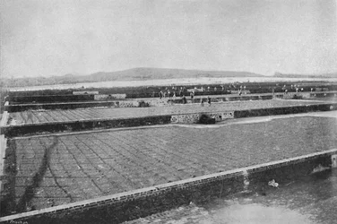 Terreno para secar el Café, 1895