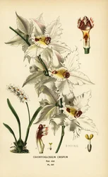 Orquídea Oncidium alexandrae, Odontoglossum crispum. Cromolitografía a partir de una ilustración de B. Herincq de Edward Step