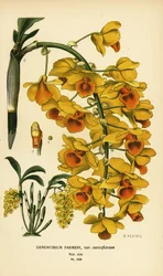 Orquídea Shi hu shu, Dendrobium farmeri var. aureoflavum. Cromolitografía a partir de una ilustración de B. Herincq de Edward Step