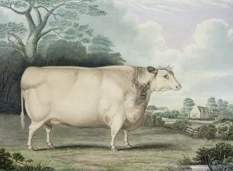 La vaca premiada de cuernos cortos de Habertoft, grabada por C. Hunt, 1842