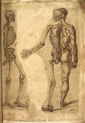 Agregar. 5259, f.19, Esqueleto humano y media figura, de 