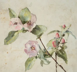Ramas de flores rosas (acuarela sobre papel)