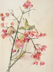 Flores rosas (acuarela sobre papel)