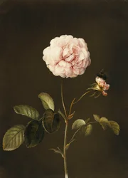 Una rosa gallica con un abejorro