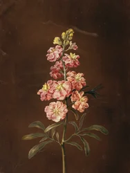 Una flor de alhelí con una libélula