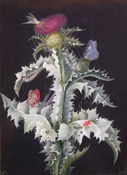 Estudio de un cardo con insectos