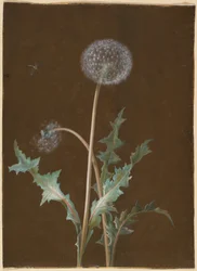 Diente de león