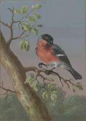 Camachuelo
Cuatro aguadas de pájaros (título de la serie)