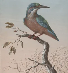Kingfisher
Cuatro aguadas de aves (título de la serie)