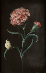 Conjunto de cuatro naturalezas muertas con mariposas