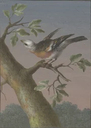 Escarabajo de nieve
Cuatro aguadas de pájaros (título de la serie)