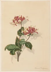 Rama de madreselva silvestre (Lonicera periclymenum)