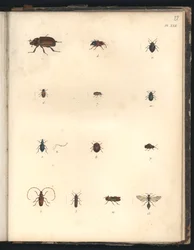 Escarabajos y avispas, lám. XXII, ilustración de «Colección de observaciones de zoología y anatomía comparada, realizadas en el océano Atlántico, en el interior del nuevo continente y en el Mar del Sur pend»