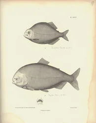 Characidae, lámina XLVII, grabado en acero de Coutant según un grabado de Nicola Huet (1770-1827), ilustración de «Recueil d