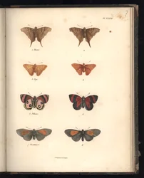 Lepidoptera, lámina XXXVII, ilustración de «Recueil d