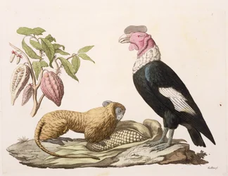 Mono león y cóndor, nativos de Chile o Ecuador, de «Le Costume Ancien et Moderne», volumen II, lámina 1, por Jules Ferrario, grabado por Gallo Gallina (1796-1874), publicado c. años 1820-1830 (litografía en color)