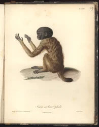 Simia melanocephala, lámina XXIX, grabado en acero de Louis Bouquet (1765-1814) según un grabado de Nicola Huet (1770-1827), ilustración de Recueil d