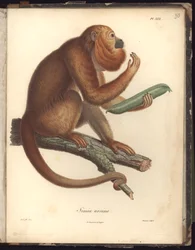 Simia ursina, lámina XXX, ilustración de Recueil d