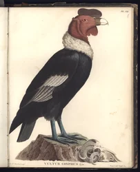 El cóndor macho (Vultur gryphus, LIN.), lám. VIII, ilustración de «Observaciones de zoología y anatomía comparada reunidas en un viaje a los países tropicales del nuevo continente, i»