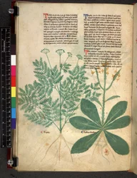 Egerton 747 f.101v Tractatus de Herbis, c.1280-1310 (tinta y color sobre vitela)