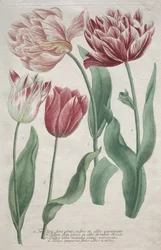 Tulipanes