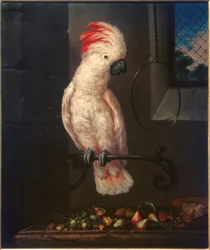 Loro blanco