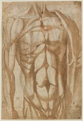 Estudio de un torso desollado, 1554
