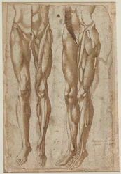 Dos estudios de un hombre desollado recto Estudio de un torso desollado verso, 1554