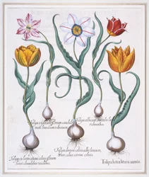 Tulipa Lutea Lituris Aureis, tulipán amarillo roto tipo sylvestris, 1613