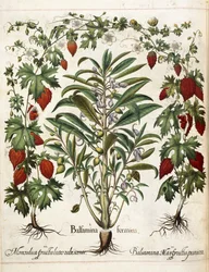 Plantas frutales, de 
