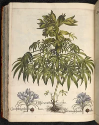 Helleboraster maximus, de Hortus Eystettensis, ...Basilius Besler