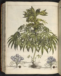 Helleborus, Ilustración de 