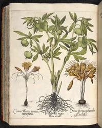 Helleborus niger, Crocus vernus, de Hortus Eystettensis, de Basilius Besler