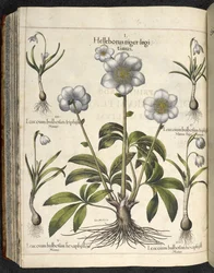 Helleborus niger, Ilustración de 