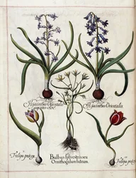 Jacinto y tulipán, de 
