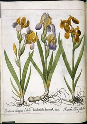 Iris, de 
