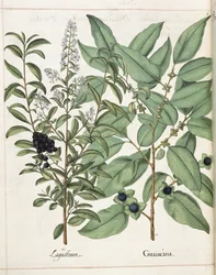 Ligustrum y Guiacana, de 