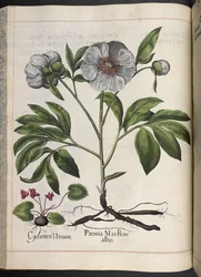 Lámina 106: Cyclamen Vernum, Paonia Mas flore albo, de Hortus Eystettensis, de Basilius Besler