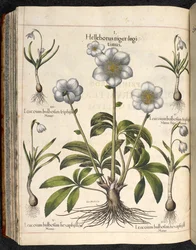 Lámina 29: Helleborus niger, Hortus Eystettensis, Basilius Besler