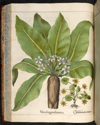 Lámina 29: Mandragora femina (mandrágora), de Hortus Eystettensis, de Basilius Besler