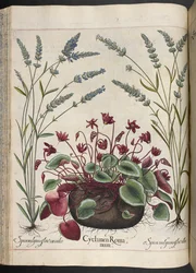 Lámina 347: Cyclamen Romanum, de Hortus Eystettensis, de Basilius Besler