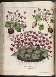 Lámina 348: Ciclamen.  El jardín de Eystett, ...  albahaca besler  1613
